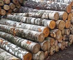 Закупка строевого леса береза, тендер