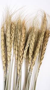 Закупка пшеницы, тендер