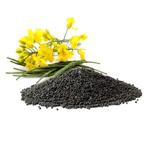 Закупка семян рапс, тендер